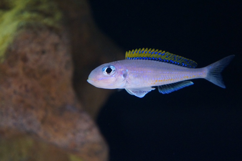 Xenotilapia flavipinnis 'Mutondwe (Crocodile) Island'